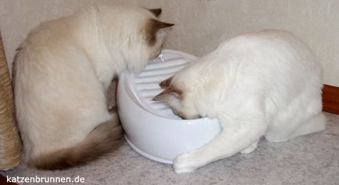 katzenbrunnen
