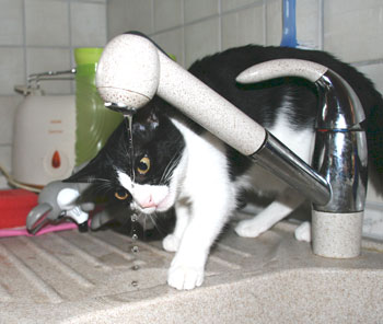 katzentränke, katzentraenke