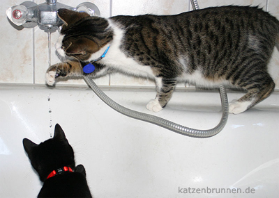 katzentränke, katzentraenke